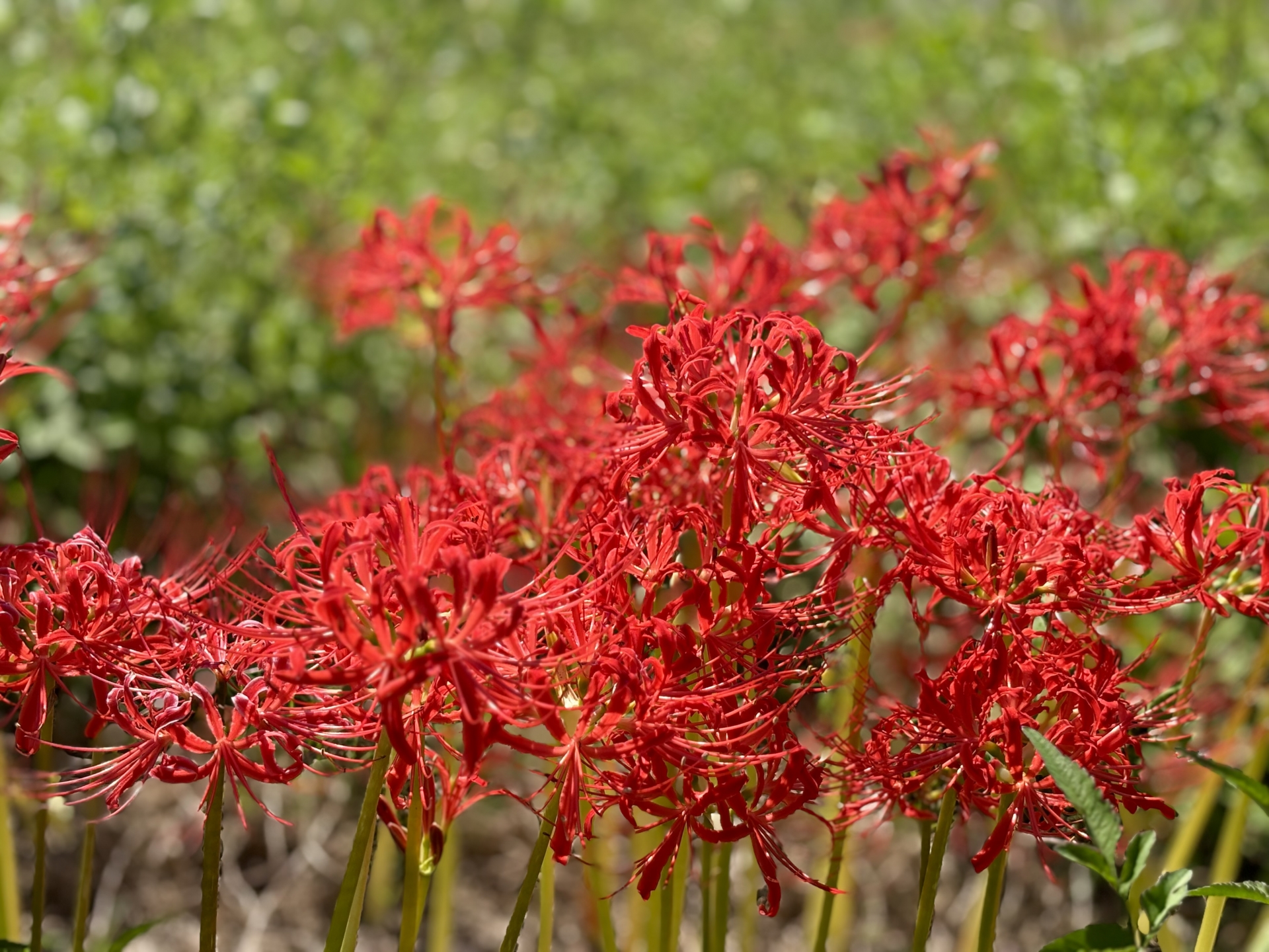 春彼岸にすることは何？お墓参り・お供え・マナーを徹底解説